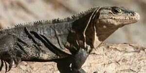 刺尾鬣蜥
