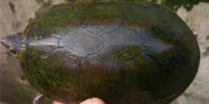 瓦哈卡泥龟