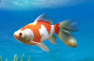 红白草金鱼