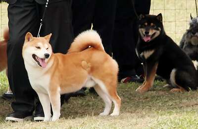 秋田犬