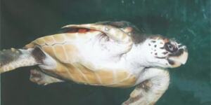 太平洋蠵龟