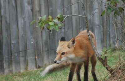 芬兰猎犬