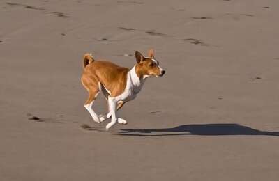 贝生吉犬