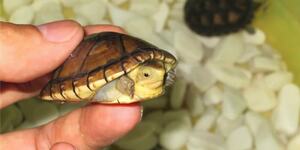 阿拉莫泥龟