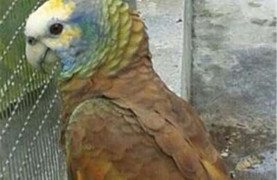 圣文生亚马逊鹦鹉