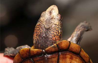 斑纹泥龟