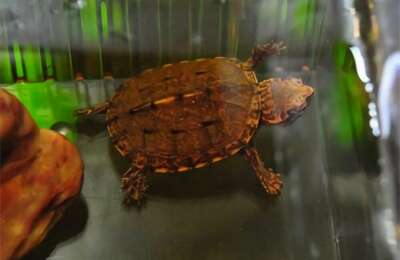 斑纹泥龟